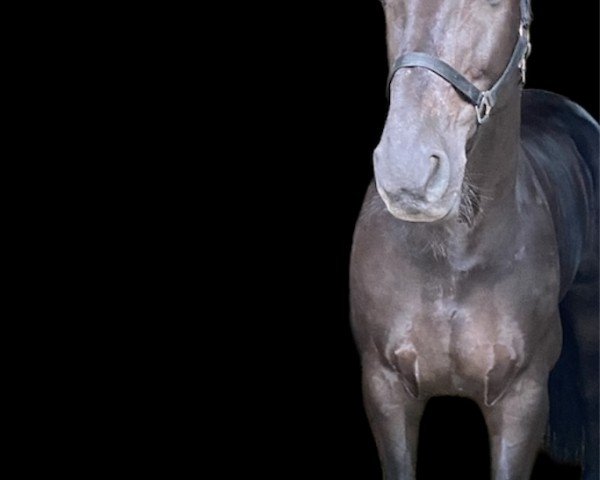 dressage horse Legendary (Mecklenburg, 2011, from Lord Laurie)
