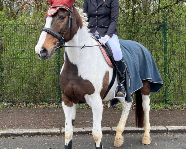 dressage horse Kordon 2 (Polish Warmblood, 2005, from Debet)