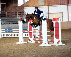 Springpferd Balou's Sternchen (Deutsches Reitpony, 2018, von Balou Star)