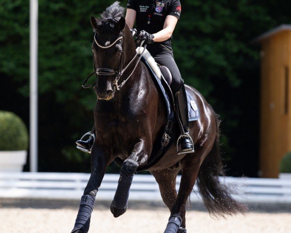 dressage horse Jaguar 80 (KWPN (Royal Dutch Sporthorse), 2014, from Fairytale)