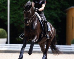 dressage horse Jaguar (KWPN (Royal Dutch Sporthorse), 2014, from Fairytale)