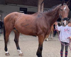 Pferd Geronimo van de Withoeve (Belgisches Warmblut, 2006, von Quadrillo)