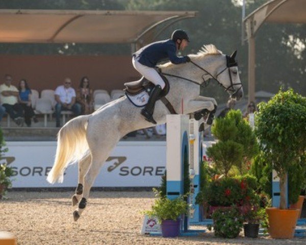 Springpferd Hallo Cerina F (KWPN (Niederländisches Warmblut), 2012, von Eldorado vd Zeshoek Tn)