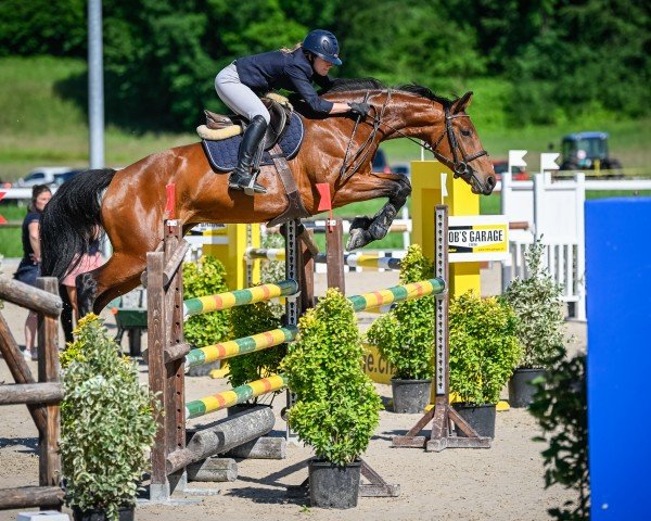 Springpferd Komtessa Vom Eigen CH (Schweizer Warmblut, 2015, von Christdorn)