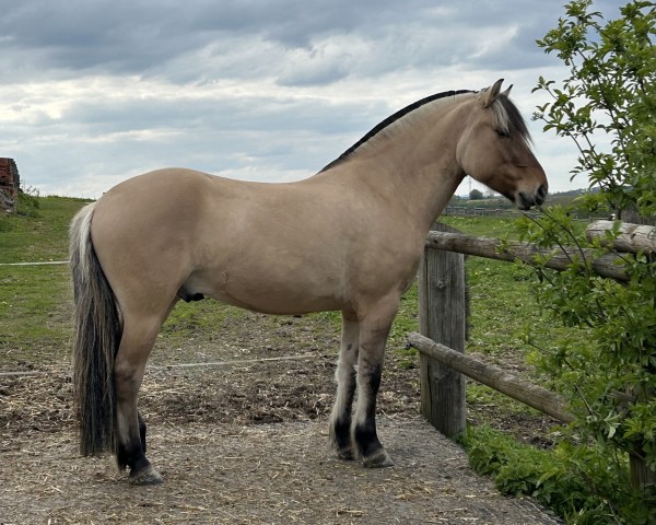Pferd Raik (Fjordpferd, 2019, von Reidar van den Bosdries)