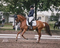 dressage horse Arts Candora (German Riding Pony, 2017, from Can Dance 3)