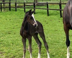 foal by Userguide FR (KWPN (Royal Dutch Sporthorse), 2024, from Jaguar van de Berghoeve)