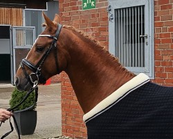 Pferd Diano Gold (Deutsches Reitpony, 2021, von D-Gold AT NRW)