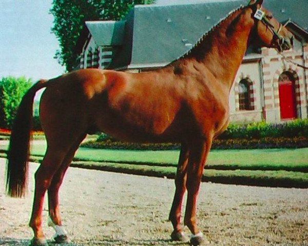 stallion Alme du Theil (Selle Français, 1988, from Almé)