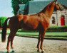 stallion Alme du Theil (Selle Français, 1988, from Almé)