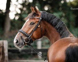 jumper Quintano's Gold (Hanoverian, 2016, from Qualito)