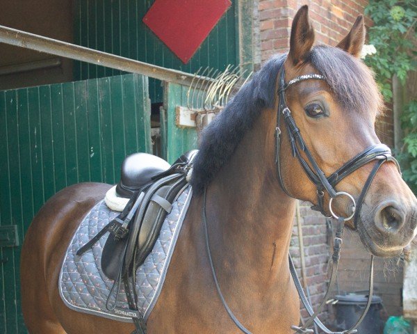 dressage horse Daisy 961 (Pony without race description, 2016, from Doodoo)