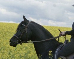 horse Jamal (Arabian thoroughbred, 2016, from Shaklan Ibn Bengali ox)