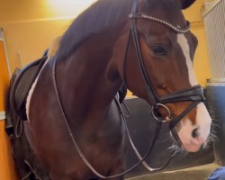 dressage horse Buckingham (Bavarian, 2015, from Buckingham)