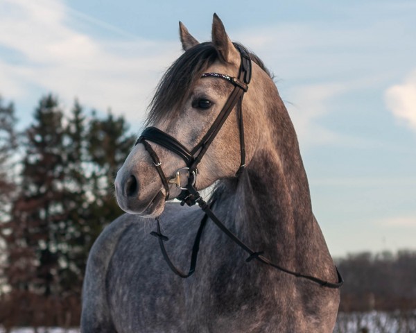 jumper Cini Minnie (German Riding Pony, 2019, from Fs Chiwago)