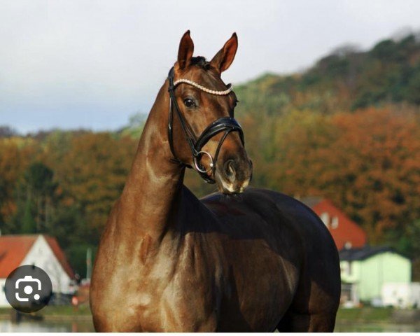 dressage horse Happy Toto (Oldenburg, 2020, from Bonds)