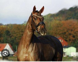 dressage horse Happy Toto (Oldenburg, 2020, from Bonds)