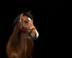 broodmare Maggie 70 (German Riding Pony, 2011, from Negro-Veneziano)