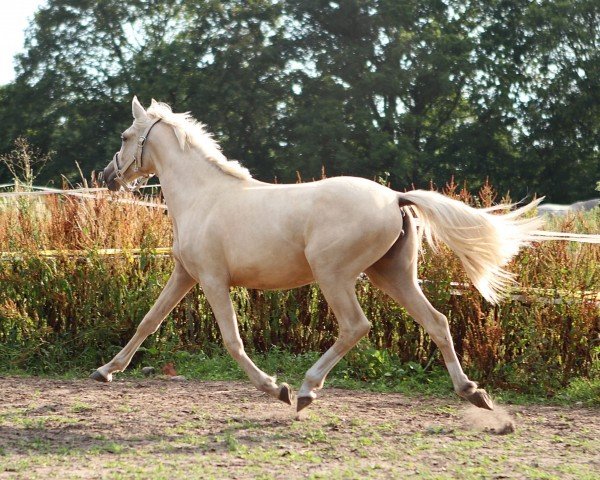 jumper Moonlight Love SN (German Riding Pony, 2021, from Steendieks Chilli Willi)