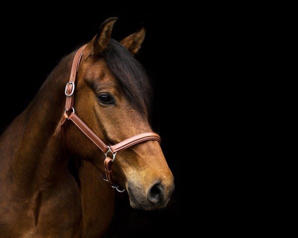 dressage horse Pino (German Warmblood, 2014)