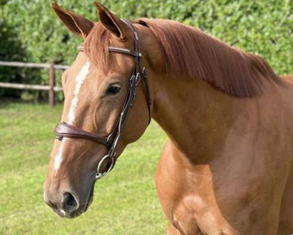 Springpferd Ronique D' Houtem (Belgisches Warmblut, 2017, von Diamant de Semilly)