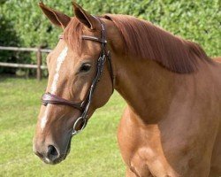 Springpferd Ronique D' Houtem (Belgisches Warmblut, 2017, von Diamant de Semilly)