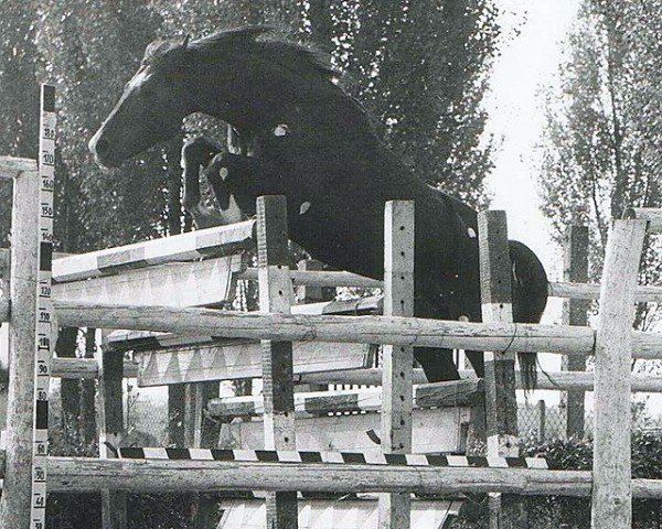 stallion Szeplak IX-21 (Hungarian Warmblood, 1977, from 649 Széplak IX)