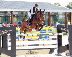 jumper Jules B (Belgian Warmblood, 2009, from T'is Voltaire)