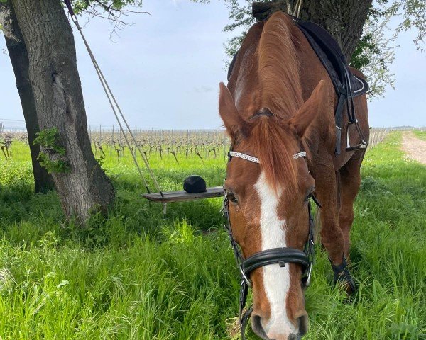 Pferd Pago (Polnisches Warmblut, 2008, von Likwor)