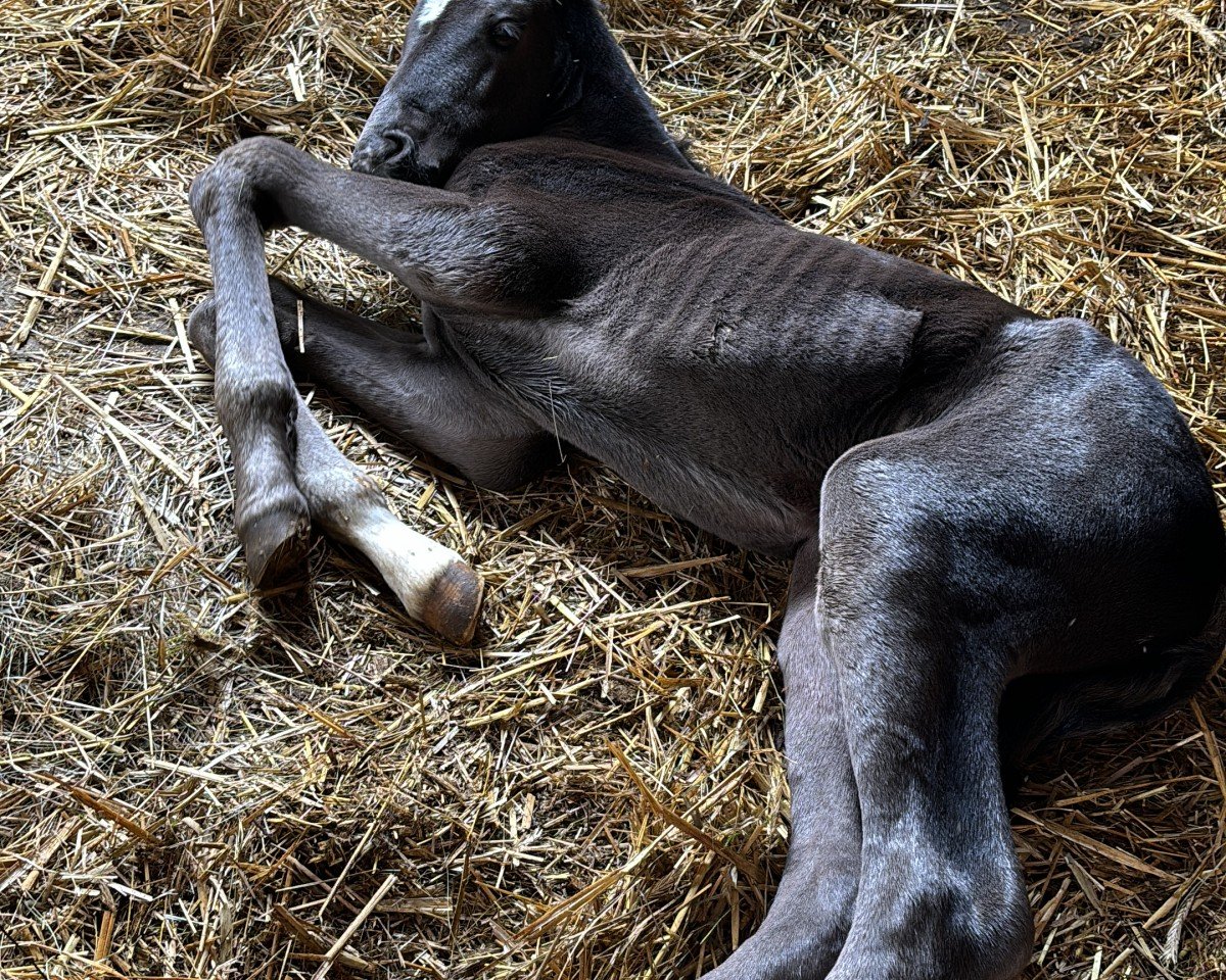 Dressurpferd Golden Díaz (Bayer, 2024, von Golden Grey NRW)