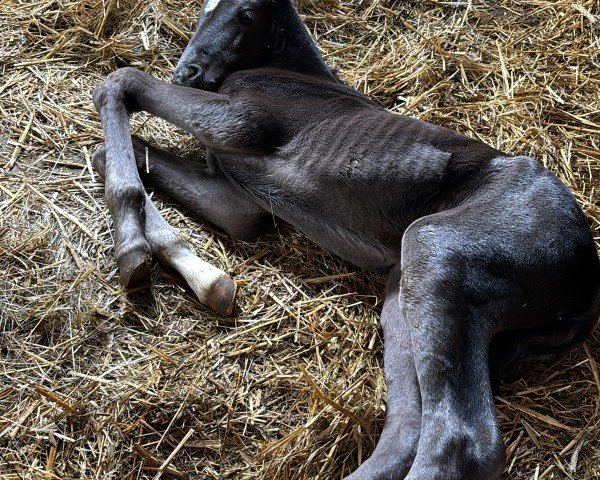 foal by Golden Díaz (Bavarian, 2024, from Golden Grey NRW)