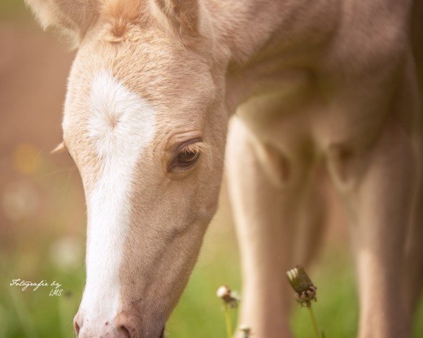 foal by Glitter in Gold Mk (Bavarian, 2024, from Golden Grey NRW)