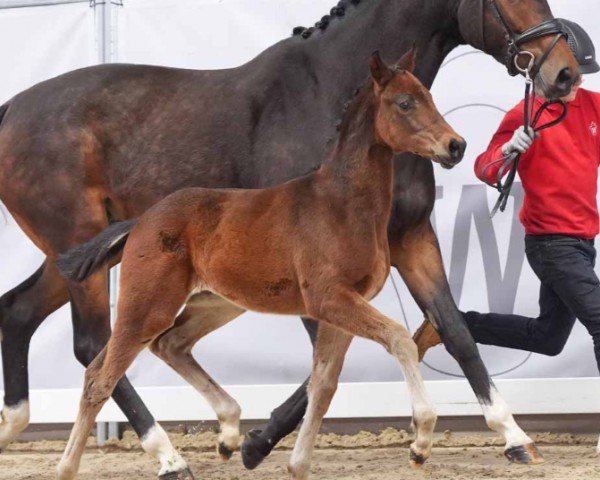 foal by Elsa (Westphalian, 2024, from Extra Gold)