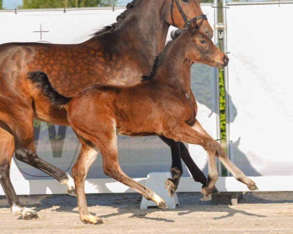 foal by Darcy (Westphalian, 2024, from Donthargos)