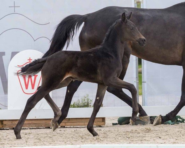 foal by Douvres (Westphalian, 2024, from Diamantenglanz)