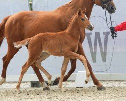 Fohlen von Belinda (Westfale, 2024, von Bon Courage 4)