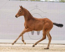 dressage horse Verona (Westphalian, 2024, from Vandenberg 4)