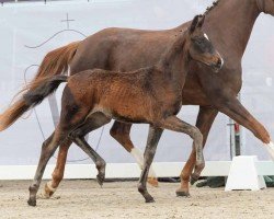 foal by Voyage (Westphalian, 2024, from Vision)