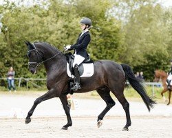 dressage horse It's Ferrari (Hanoverian, 2015, from Finest)