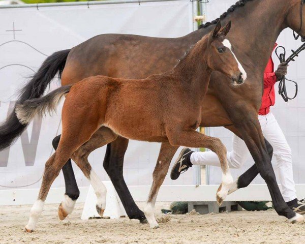 foal by Eternity (Westphalian, 2024, from Escaneno)