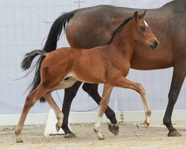 foal by San Diego (Westphalian, 2024, from Son of Cologne)