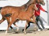 dressage horse Filou (Westphalian, 2024, from Felissimo 4)