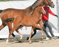 dressage horse Filou (Westphalian, 2024, from Felissimo 4)