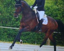 dressage horse Game Changer 2 (Oldenburg, 2020, from Global Player OLD)