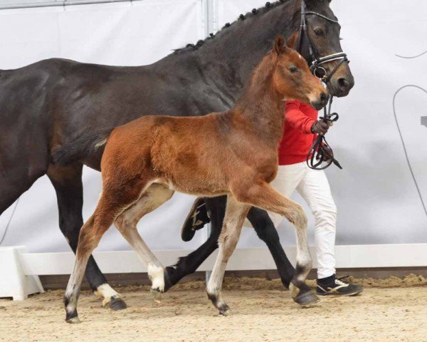 Fohlen von Do it right (Westfale, 2024, von Diamant de Casall)