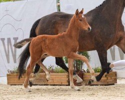 foal by Vengaboy (Westphalian, 2024, from Viva Romance PS OLD)