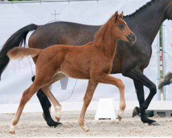 foal by Bon Bella (Westphalian, 2024, from Bon Esprit)