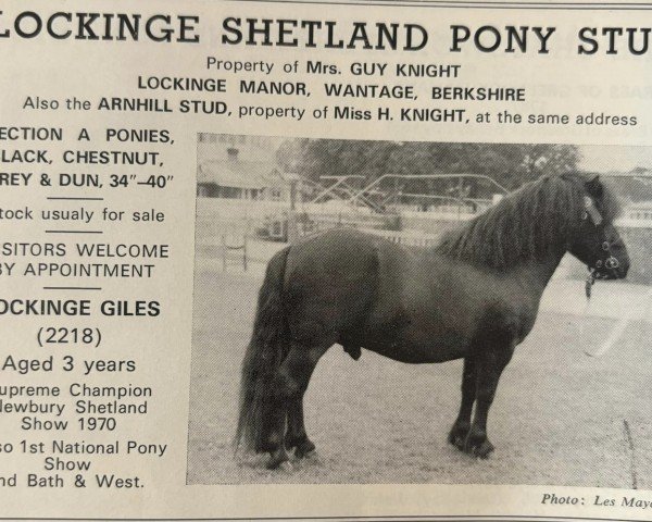 stallion Lockinge Giles (Shetland Pony, 1967, from Eschonchan Sealgair)