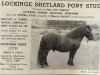 Deckhengst Lockinge Giles (Shetland Pony, 1967, von Eschonchan Sealgair)