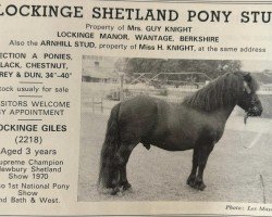 Deckhengst Lockinge Giles (Shetland Pony, 1967, von Eschonchan Sealgair)